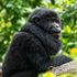 Piantare alberi al confine dei grandi parchi. L’idea dell’Uganda per salvare il gorilla di montagna