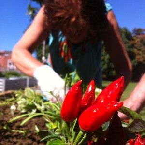 Orto sociale. Coltivare la terra aiuta a vivere insieme agli altri