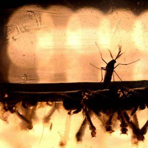 Zika, prima prova sul legame con le malformazioni del feto