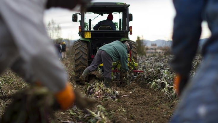 Commodities agricole: Italia penalizzata dalla fiammata dei prezzi 