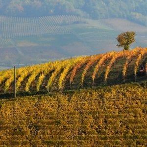 Vino, Barbera d’Asti Docg: +28% in valore in cinque anni