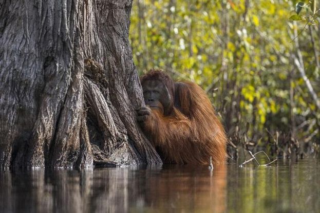 National Geographic, l'orango del Borneo protagonista del 2017