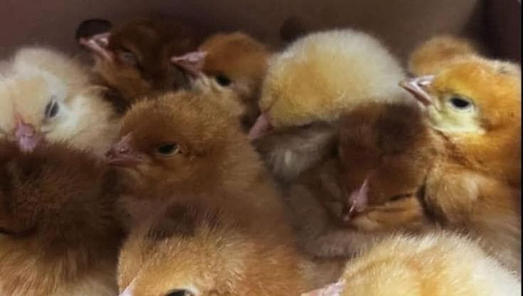 Pulcini regalati a scuola per Pasqua, interviene la Regione: affidati ai servizi veterinari