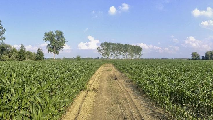 Pannelli fotovoltaici nei campi coltivati, la sinergia in agricoltura è la nuova frontiera dell’innovazione green