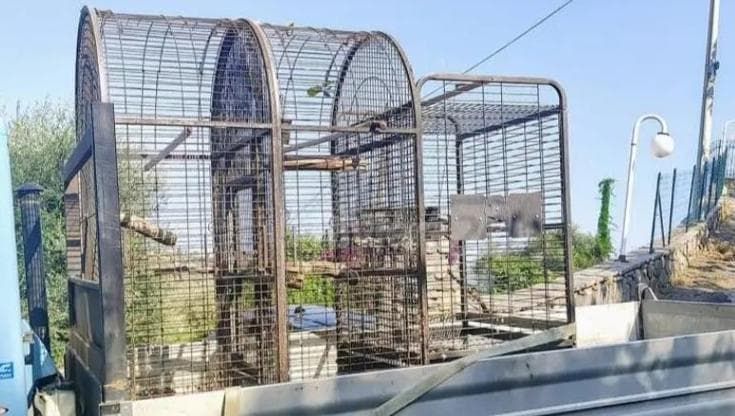 Cani, gatti, pappagallini, pecore, 400 animali tra i rifiuti, sequestrati in una villa a Sanremo