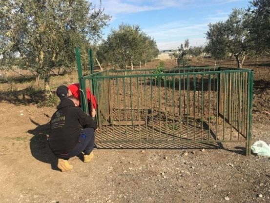 Pantera nera in libertà nelle campagne del Foggiano: gabbie trappola per l'animale  
