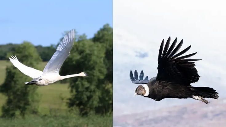 Il volo planato è il modo di spostamento meno dispendioso in natura