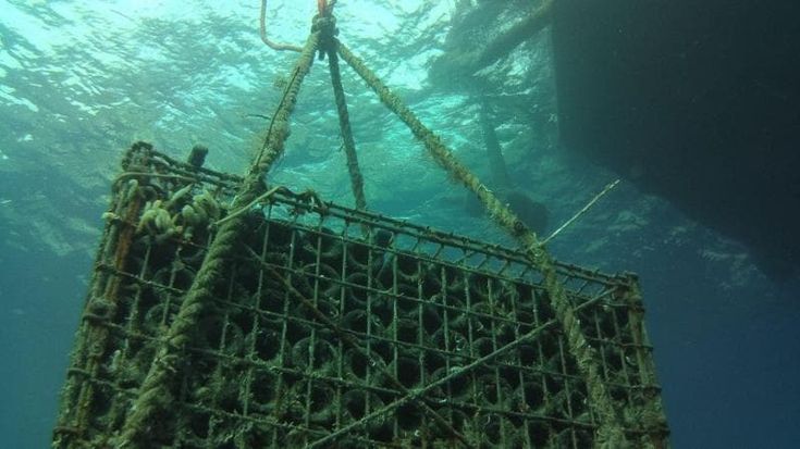 Vino affinato sott'acqua: le cantine subacquee di Jamin Portofino