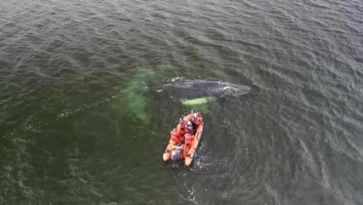 Il disperato salvataggio della megattera arenata nel Mar Baltico