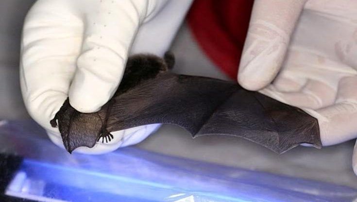 I "cugini" del Covid-19, in Laos un serbatoio di virus potenzialmente pericolosi per il genere umano
