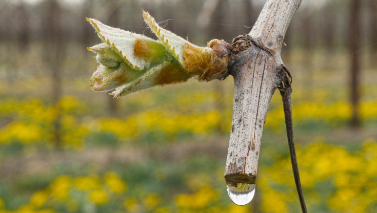 Rivoluzione green, e se nel Prosecco Doc ci fosse anche l'uva Asprigno?