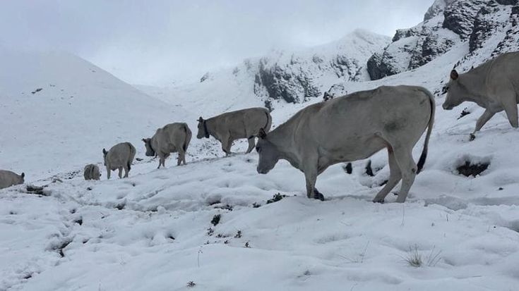 Mucche sotto la neve in Valle Varaita, caduti nella notte 60 centimetri