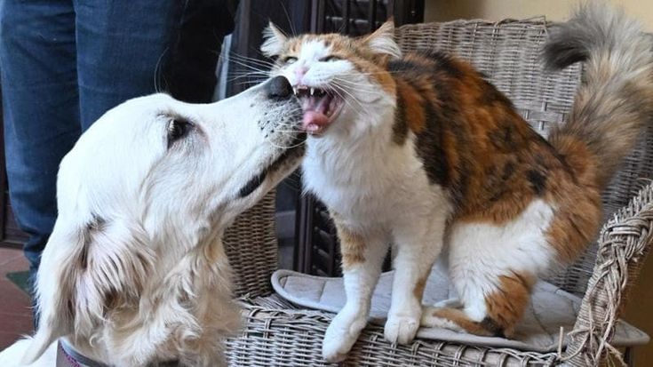 Un cane in affido