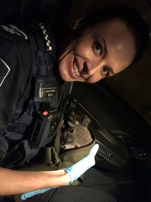 Australia, Alfred il koala salvato dalla polizia