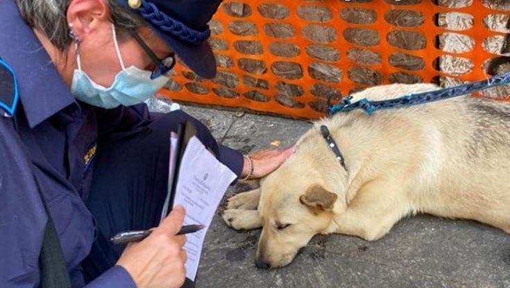 Usavano cuccioli di cane per chiedere l'elemosina: i volontari dell'Oipa sequestrano gli animali