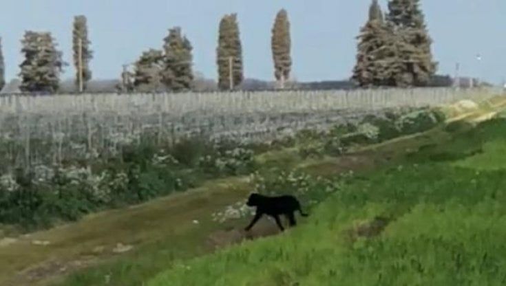 La pantera nera avvistata fra Giovinazzo e Bitonto: "Massima attenzione nelle campagne"