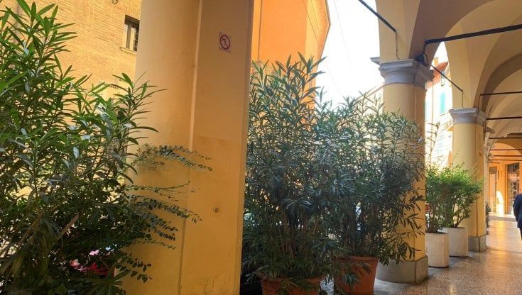 Bologna, un bosco diffuso sotto i portici per spazzare via il degrado