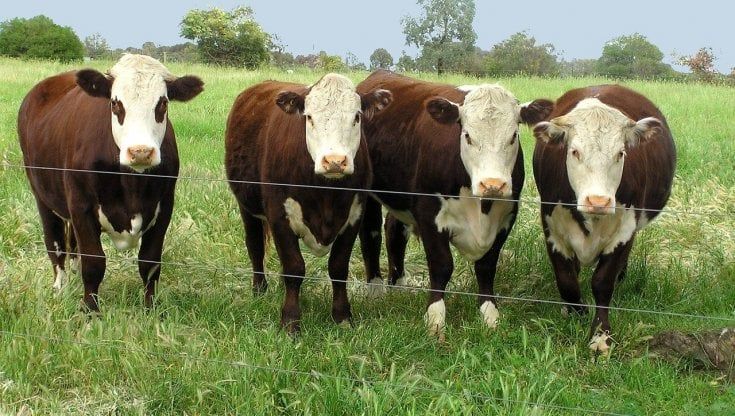 Irlanda, mucche "volanti" per rispettare le norme Ue