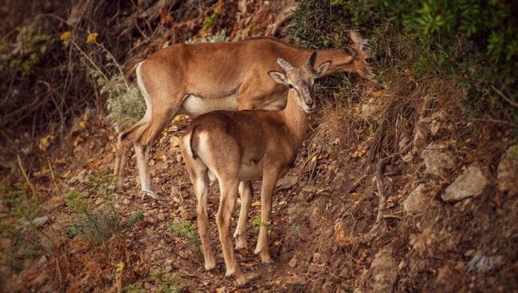 Isola del Giglio, le associazioni animaliste denunciano l’ente parco per la cacciata dei mufloni