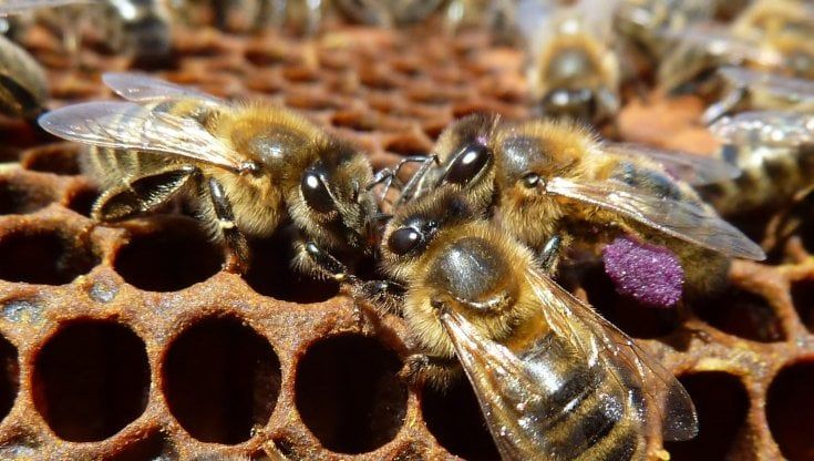 L’ape nera diventa presidio Slow Food. La sua esistenza è però a rischio