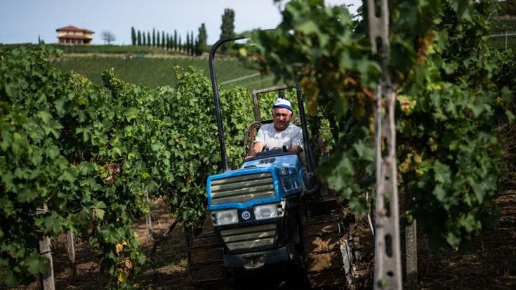 Prezzi delle uve in calo mezzo: Piemonte del vino teme di andare in crisi
