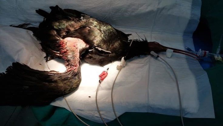 Due Ibis rarissimi fanno il nido a Roma. I bracconieri sparano alla femmina. "Non volerà mai più"