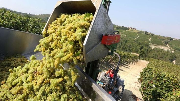 Capitali in vigna, brindano gli States. I consumi di vino si spostano e scatenano l’interesse per l’America