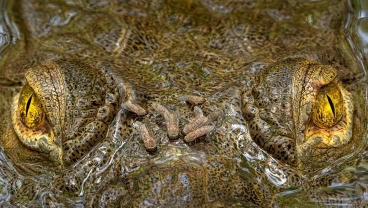 La Natura ai nostri occhi: le foto premiate dalla British Ecological Society