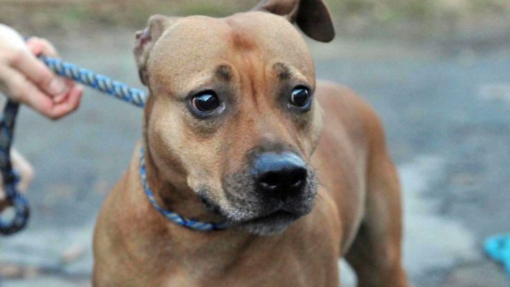 Margot, il pitbull eroe che scalda le gemelle perse nel bosco