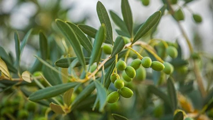 L’agricoltore inglese che punta sul cambiamento climatico: il suo olio da 80 euro è già sold out