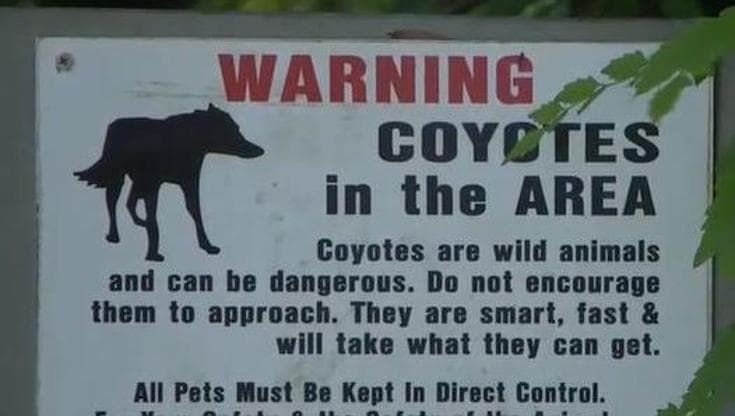 Addio al mito del coyote, ora per gli americani è un parassita da eliminare
