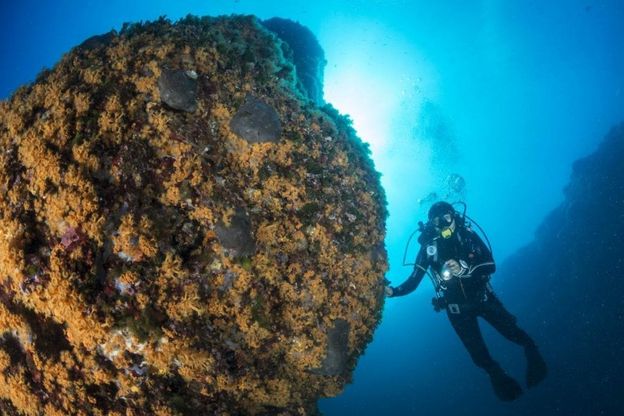 Regno di Nettuno, in immersione tra le meraviglie del mare di Ischia 