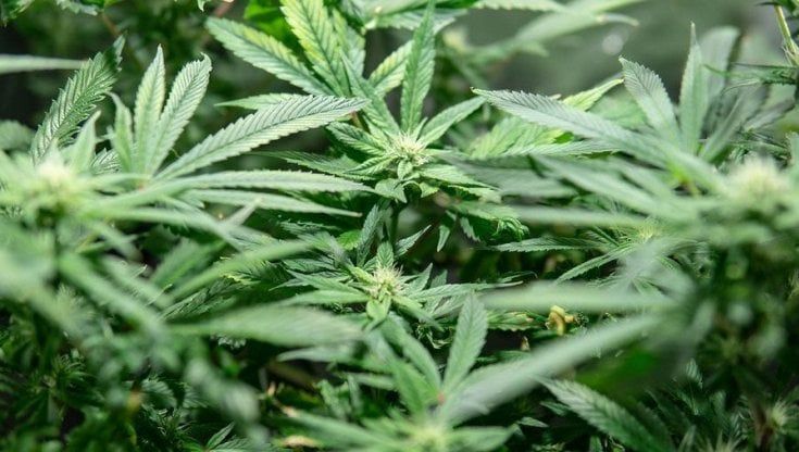 Andrà a processo l'ideatore della cannabis light in Italia. "Così si rischia la fine di un intero settore"