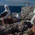 Sorpresa, agli albatros piacciono i nidi artificiali. 