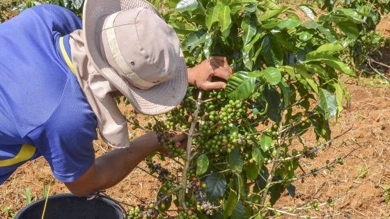 Agricoltura, continua in Emilia - Romagna la crescita delle aziende under 35 