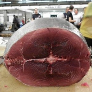 Tonno rosso senza documenti: mega-sequestro a Mazara
