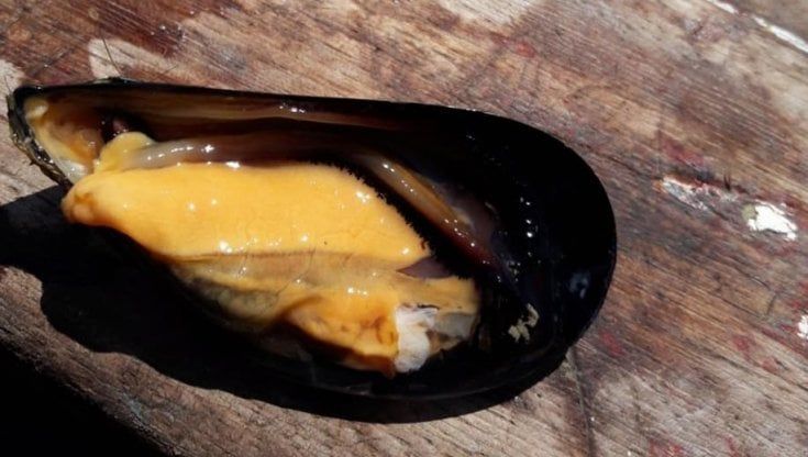Cozza nera di Taranto presidio Slow Food: "Frutto della cura, del tempo e di oltre due secoli di esperienza"