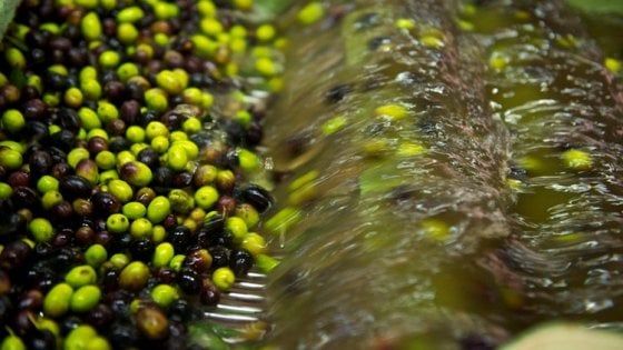 Il clima mette in ginocchio l’Olio Garda Dop: richiesto lo stato di calamità
