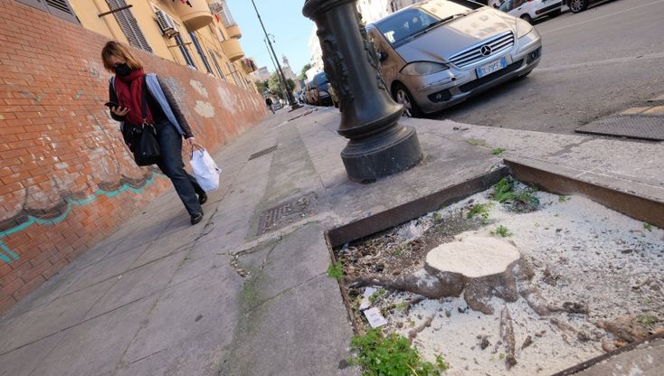 Palermo, abbattuti cinque alberi in via Mongitore: causa di cimici e allergie per gli abitanti