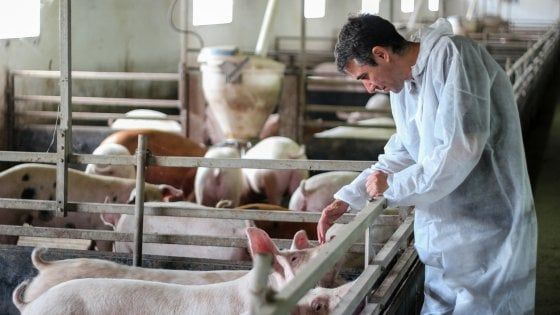 Se ti danno del maiale non offenderti: informati