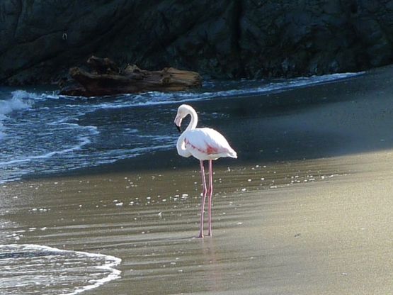 Un fenicottero a "passeggio"<br />sulla spiaggia di Savona