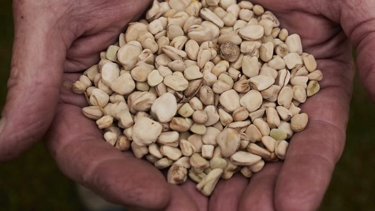 Liguria, il moco delle valli della Bormida entra nei Presidi Slow Food