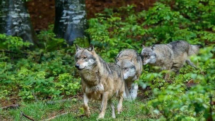Fregene in allerta, avvistato un branco di sei lupi: chiusa al pubblico la pineta monumentale