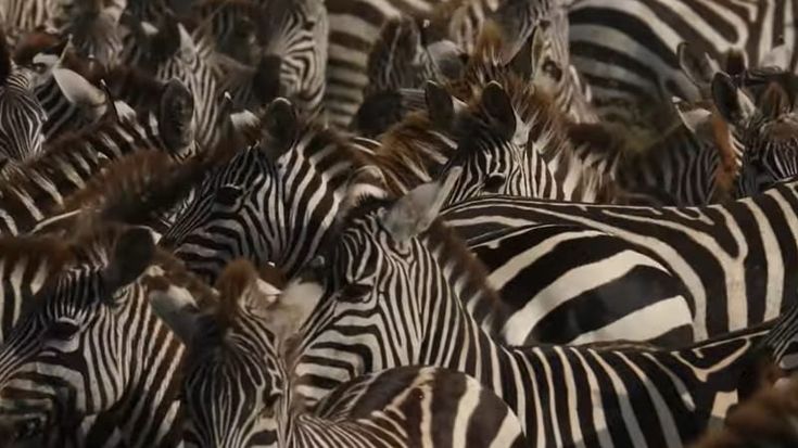 Zebra in pista, aereo diretto a Zanzibar la travolge al decollo: paura per i 30 a bordo