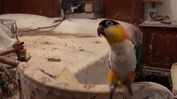 Un piccolo zoo illegale in una casa nel centro di Torino, 40 pappagalli in pessime condizioni