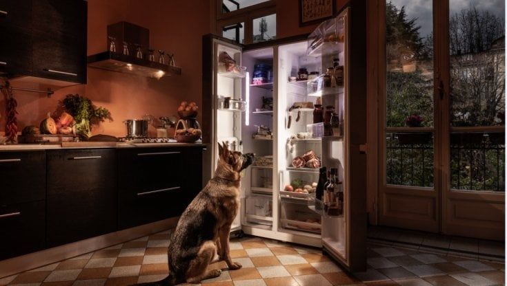 Cani come divi in mostra ai piani segreti di Villa  della Regina
