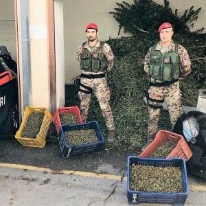 Catania, maxi piantagione di marijuana all'interno di un aranceto: sequestro da 1300 chili