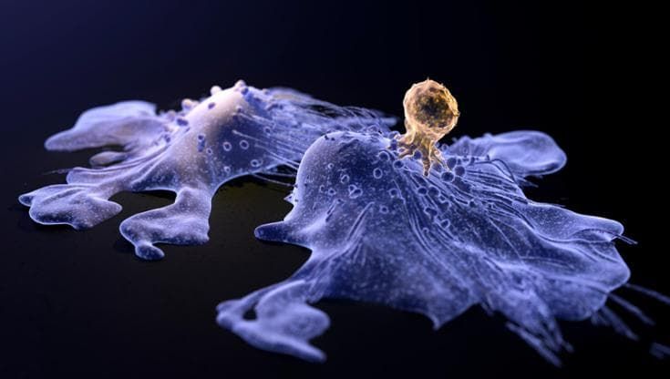 Terapie cellulari più efficaci se si colpisce lo scudo di zuccheri intorno alle cellule malate