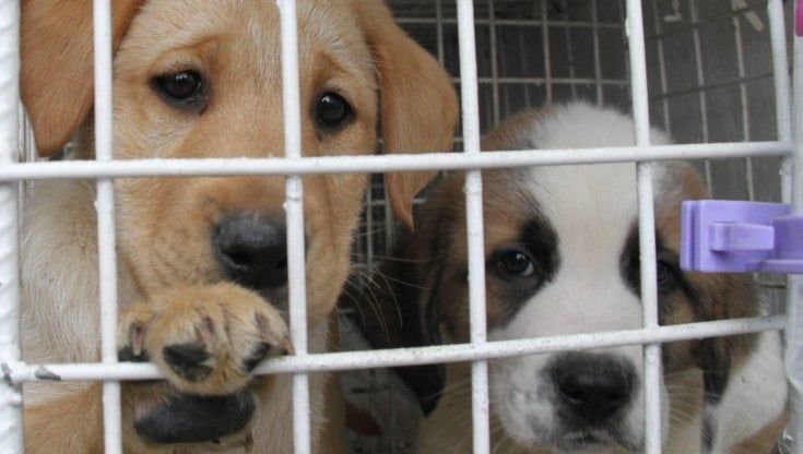 Adotta un cucciolo dal canile, in regalo il percorso con un educatore: a Taranto l'iniziativa contro il randagismo e gli abbandoni