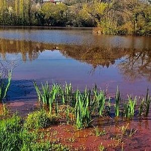 Ivrea, troppe alghe fanno diventare rosso il lago San Michele 